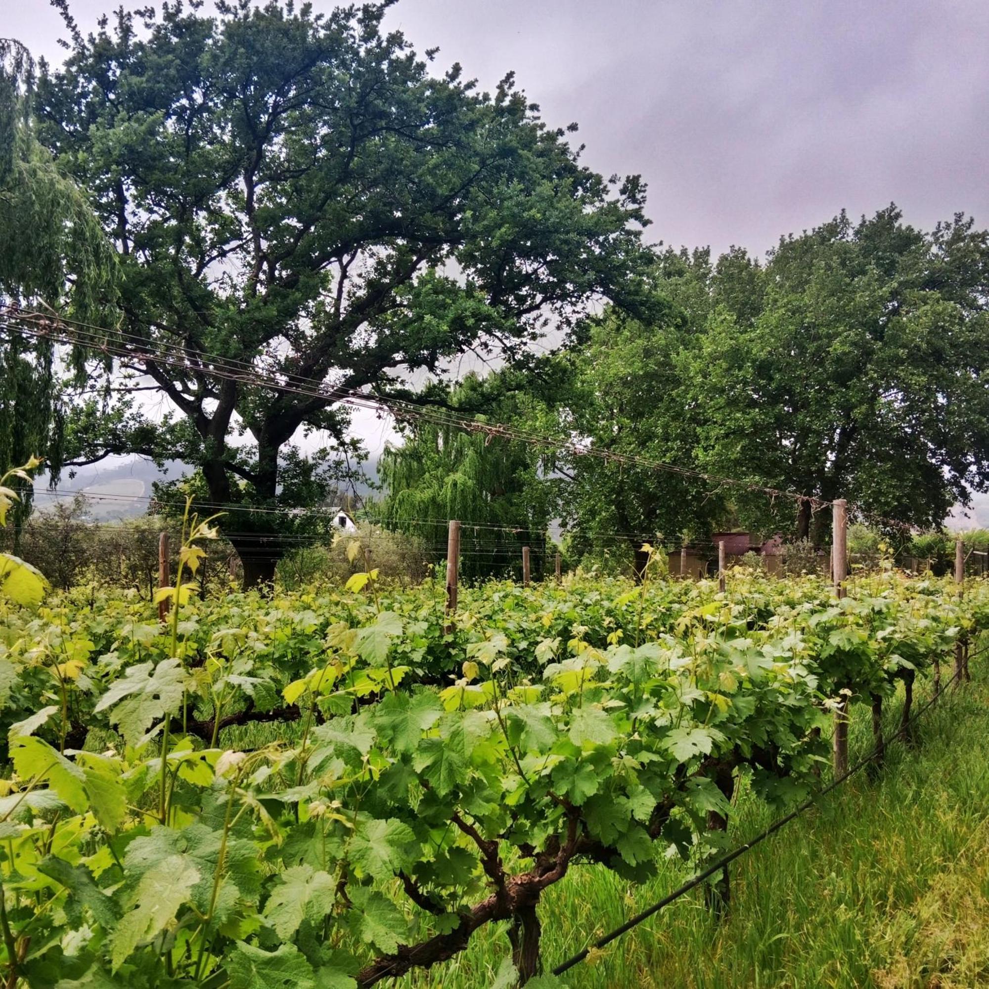 Cabernet Be Still And Know