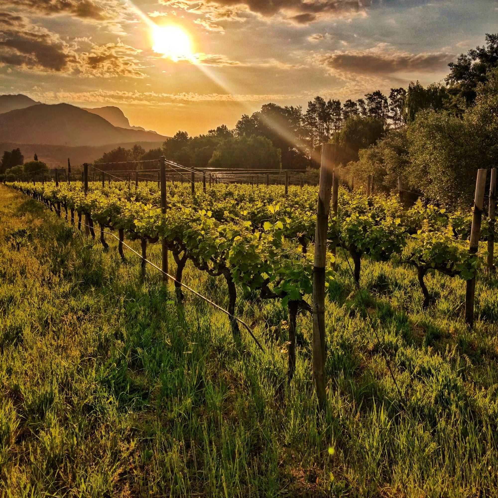 Cabernet Be Still And Know *